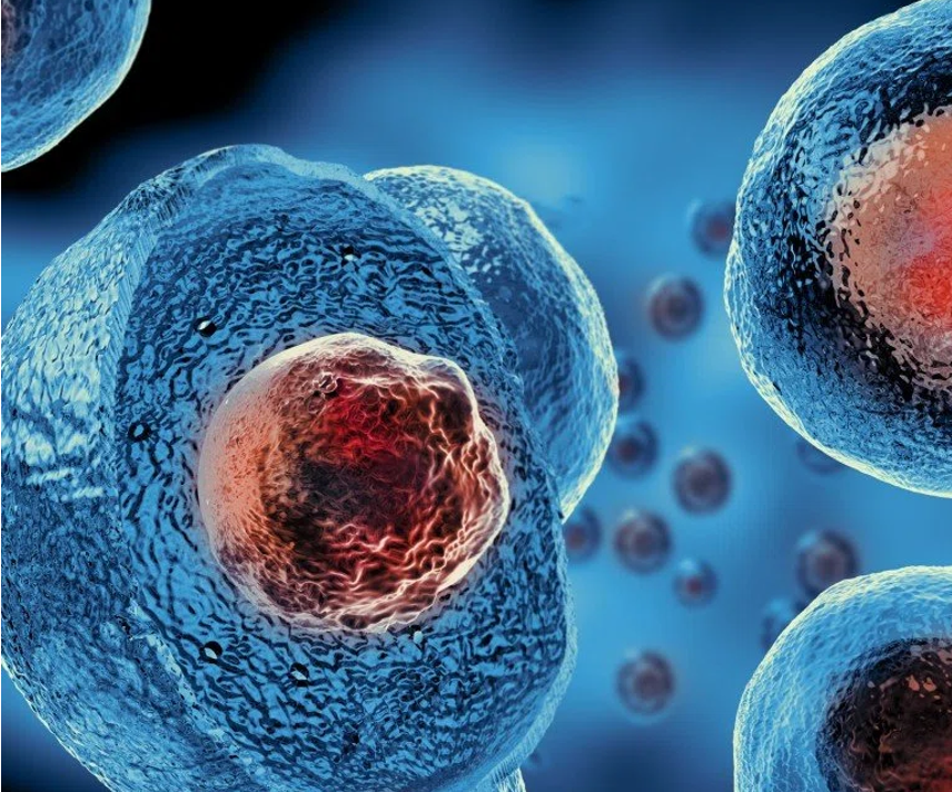 ادعای یک تیم پژوشگر چینی در مورد پیشرفت سلول‌های بنیادی در یک مطالعه در موش: 